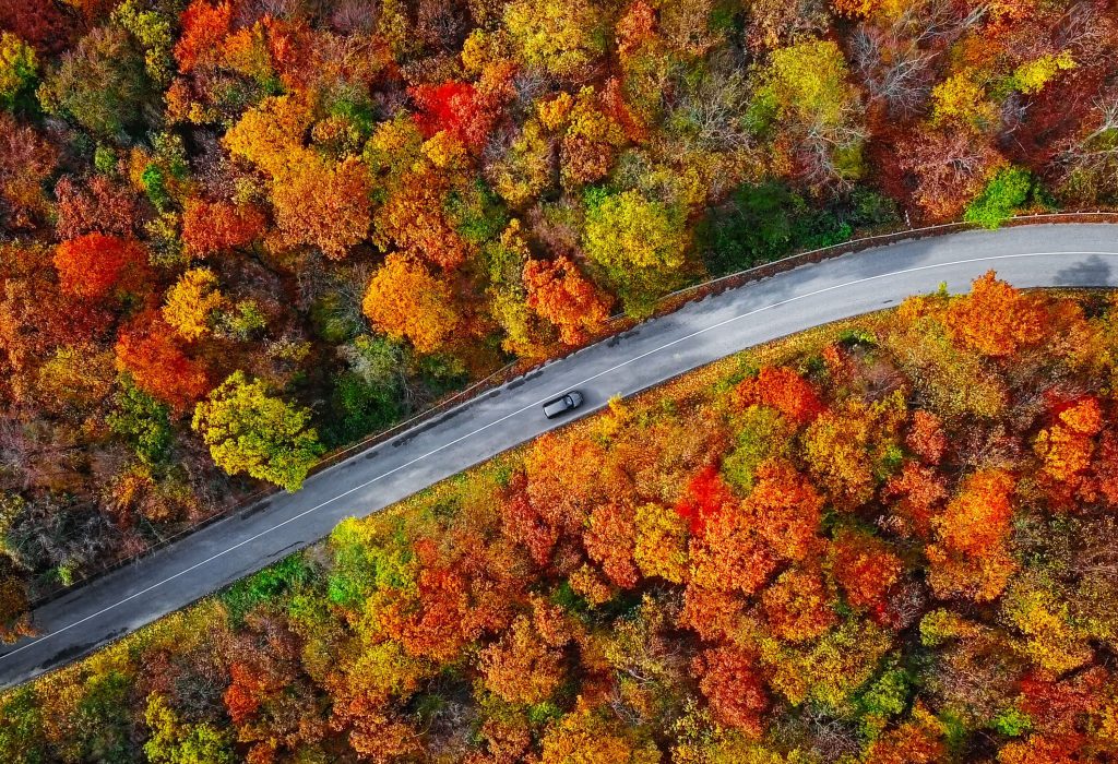 A curvy road in the middle of a forest packed with lush trees in autumn.