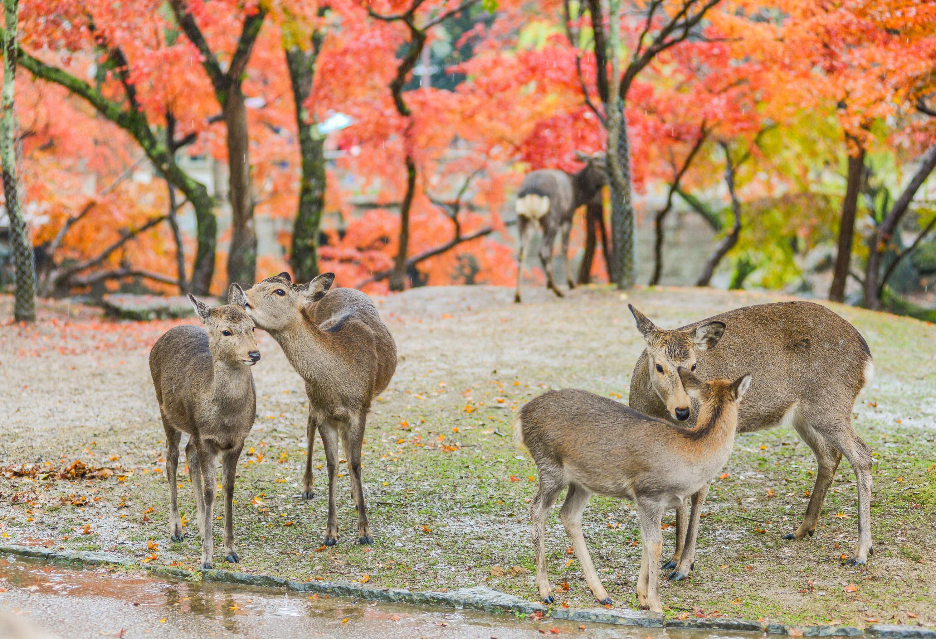Deers standing outside with the warm autumnal trees.