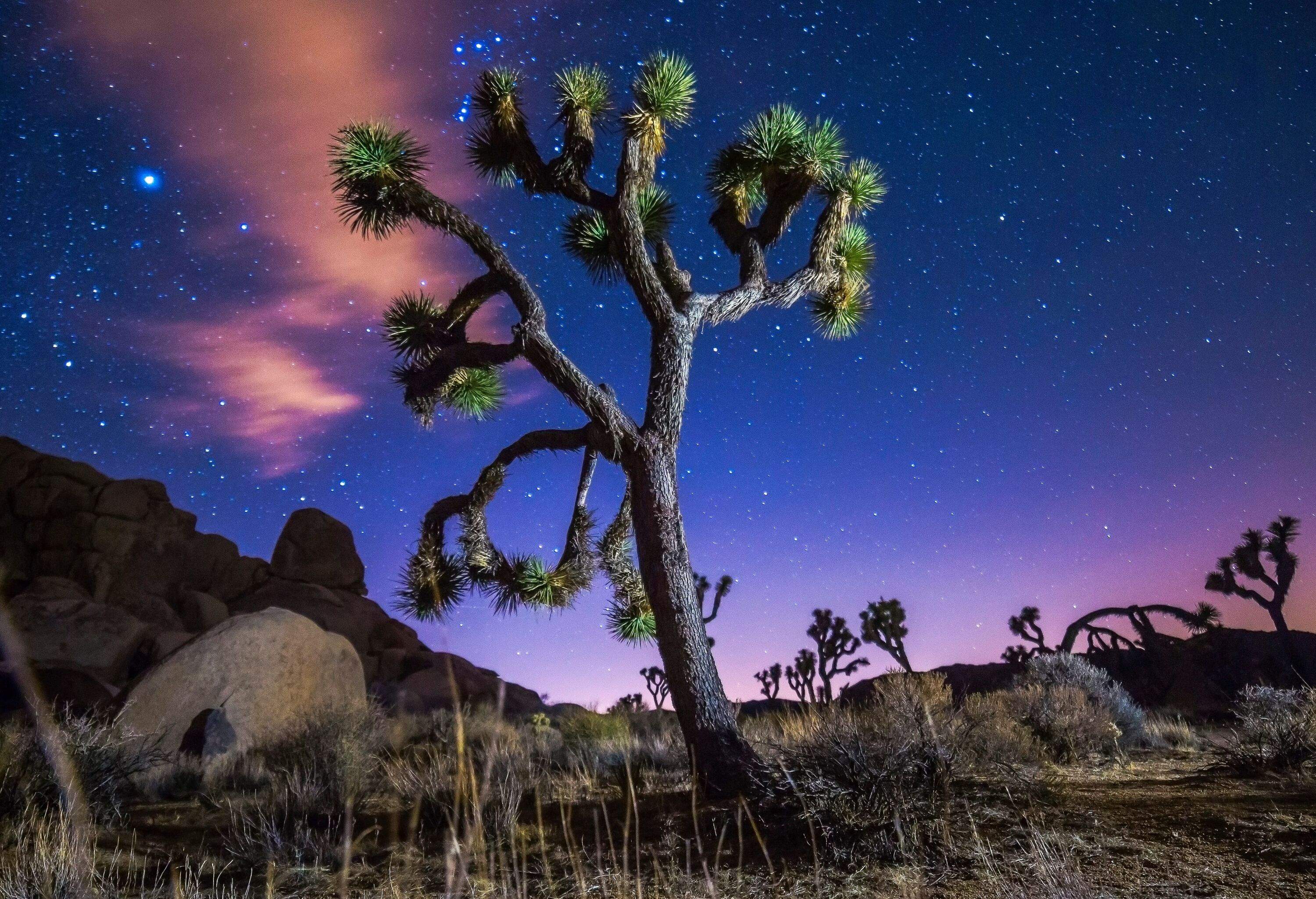 Joshua Tree National Park, California