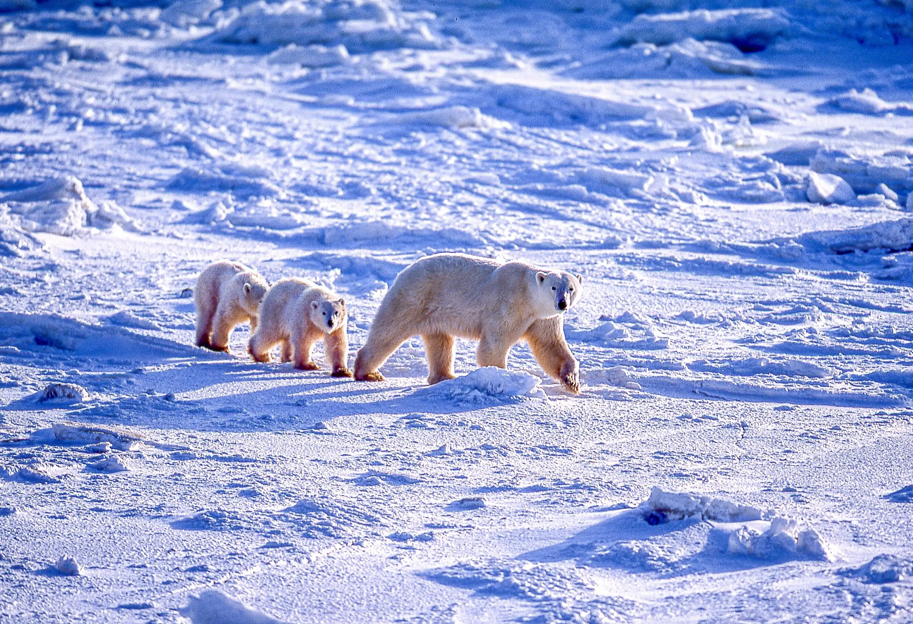 One polar bear mother strolling with her two cubs through the ice flows