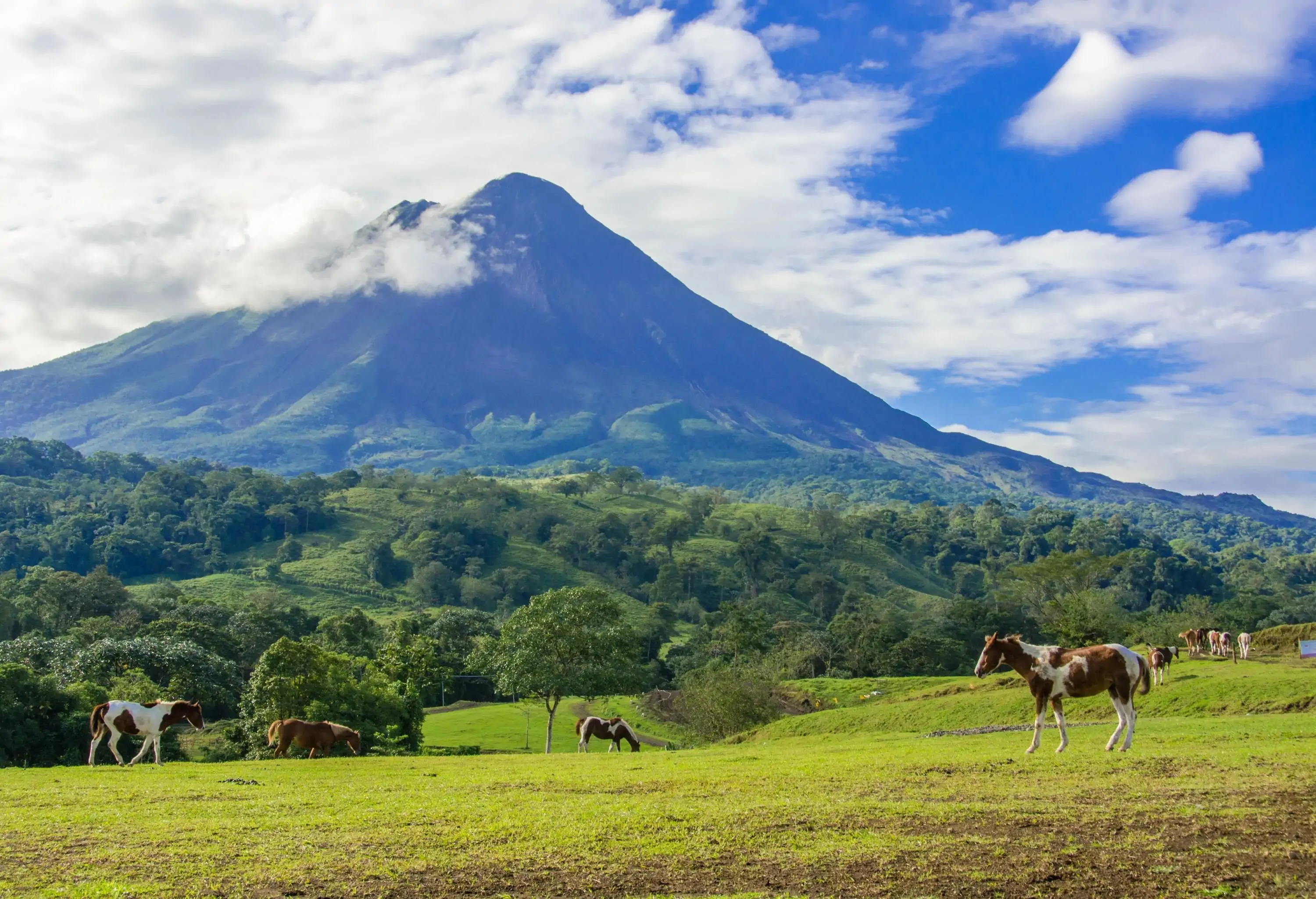 Horses peacefully grazing on the meadowland, with a majestic volcano rising in the background, set against the cloudy blue sky.