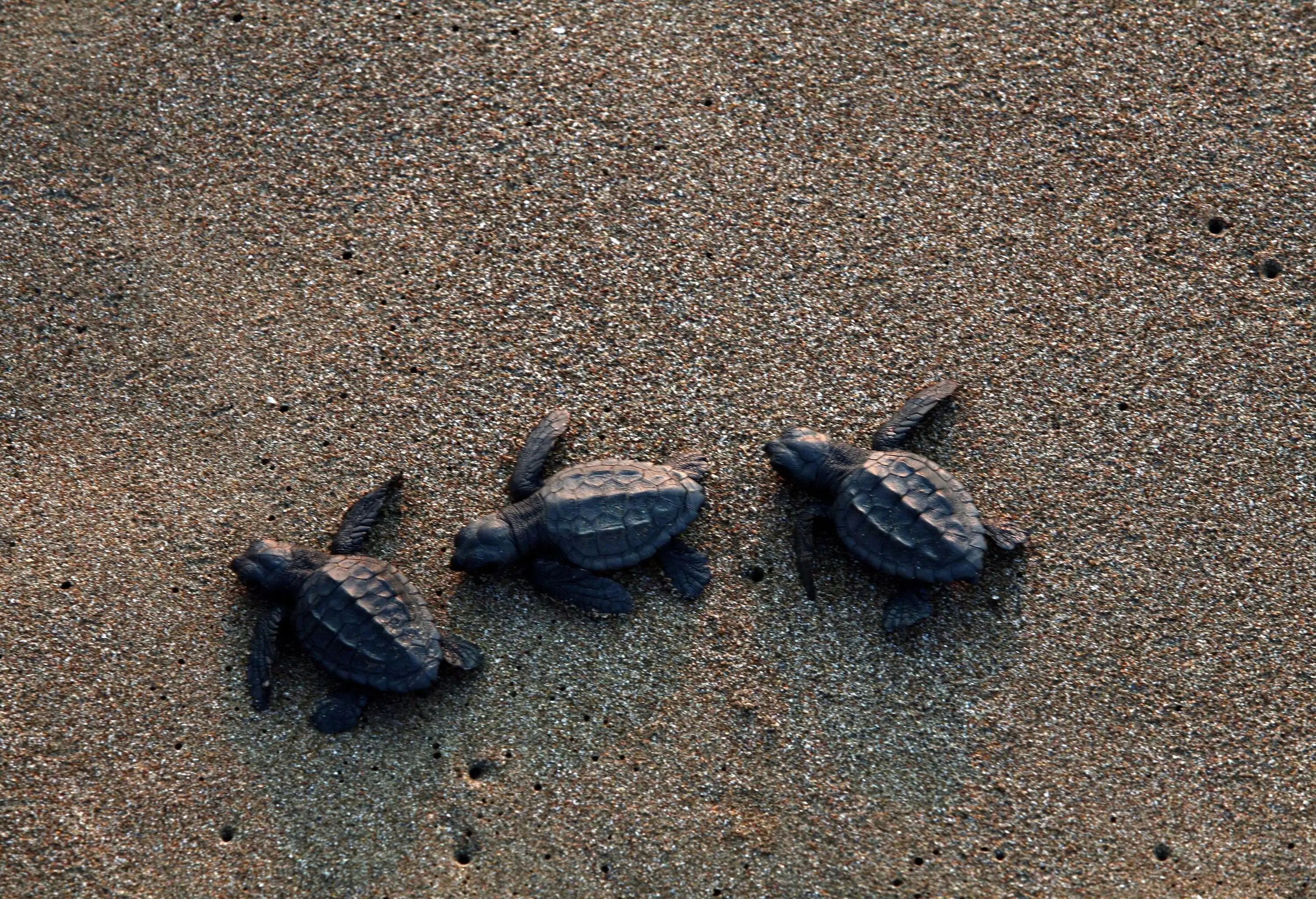 Three baby turtles walk on sand.