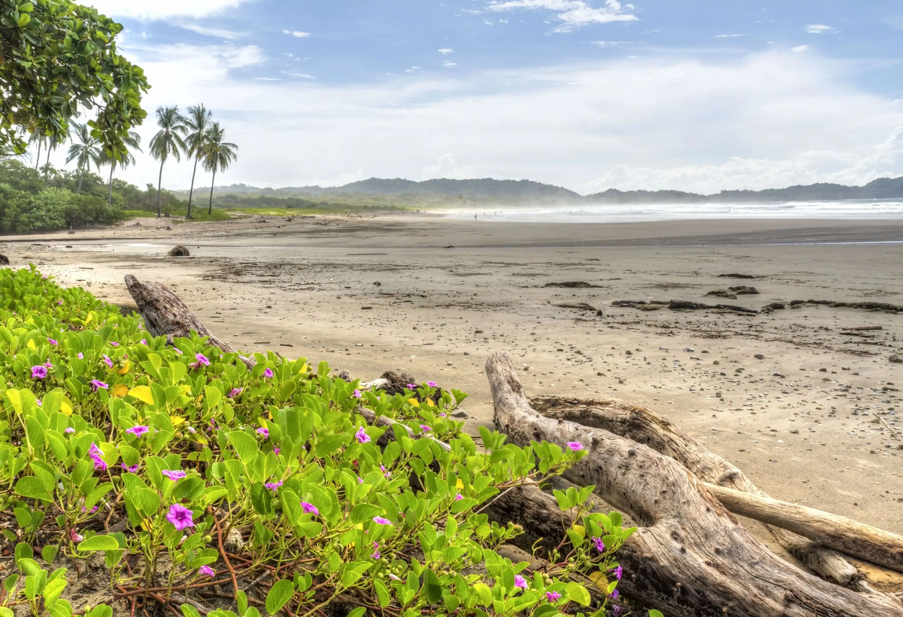 Driftwood and flowering plants tucked along the edge of a deserted beach.