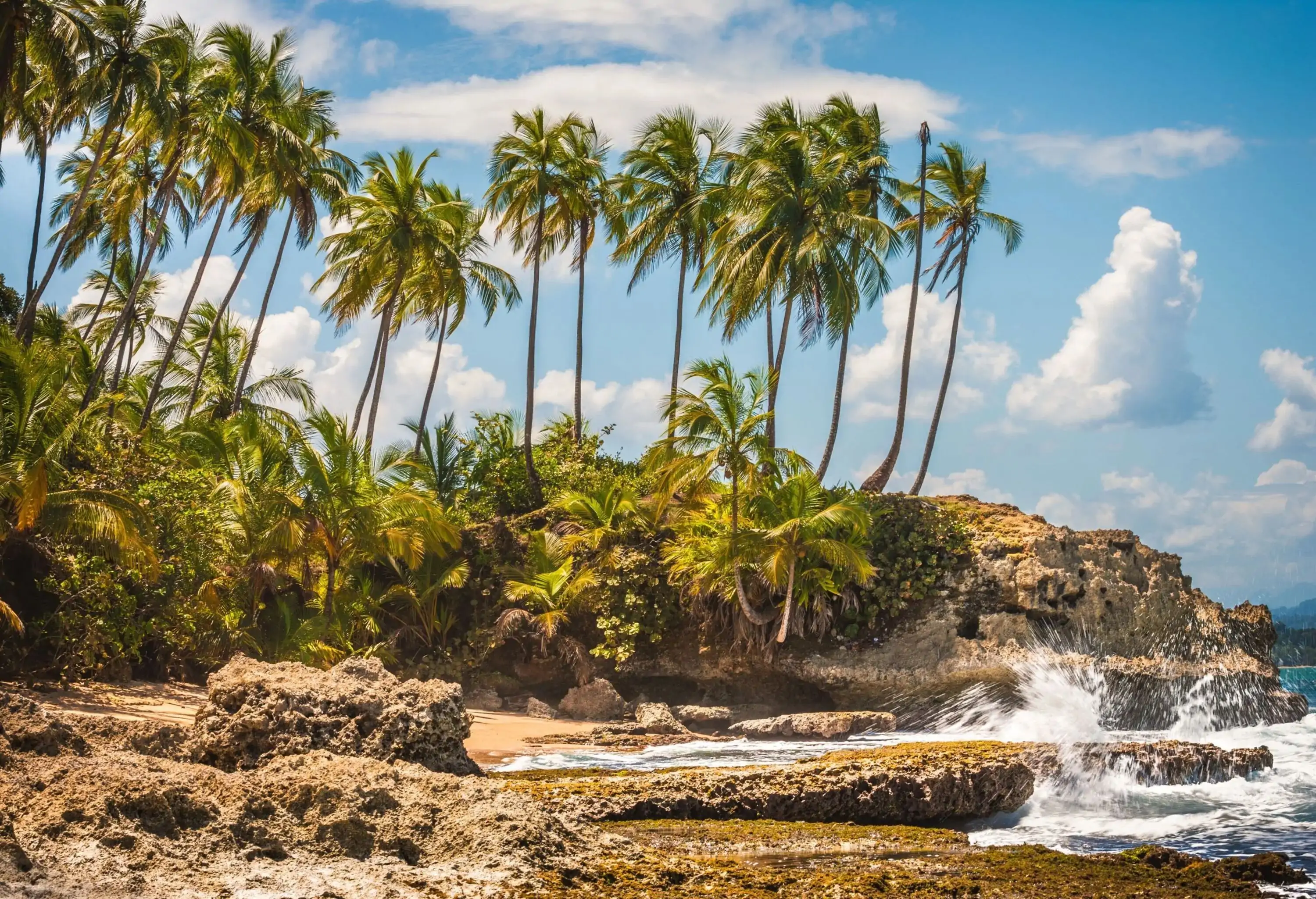 A rocky beach with rough waves along a grove of palm trees.