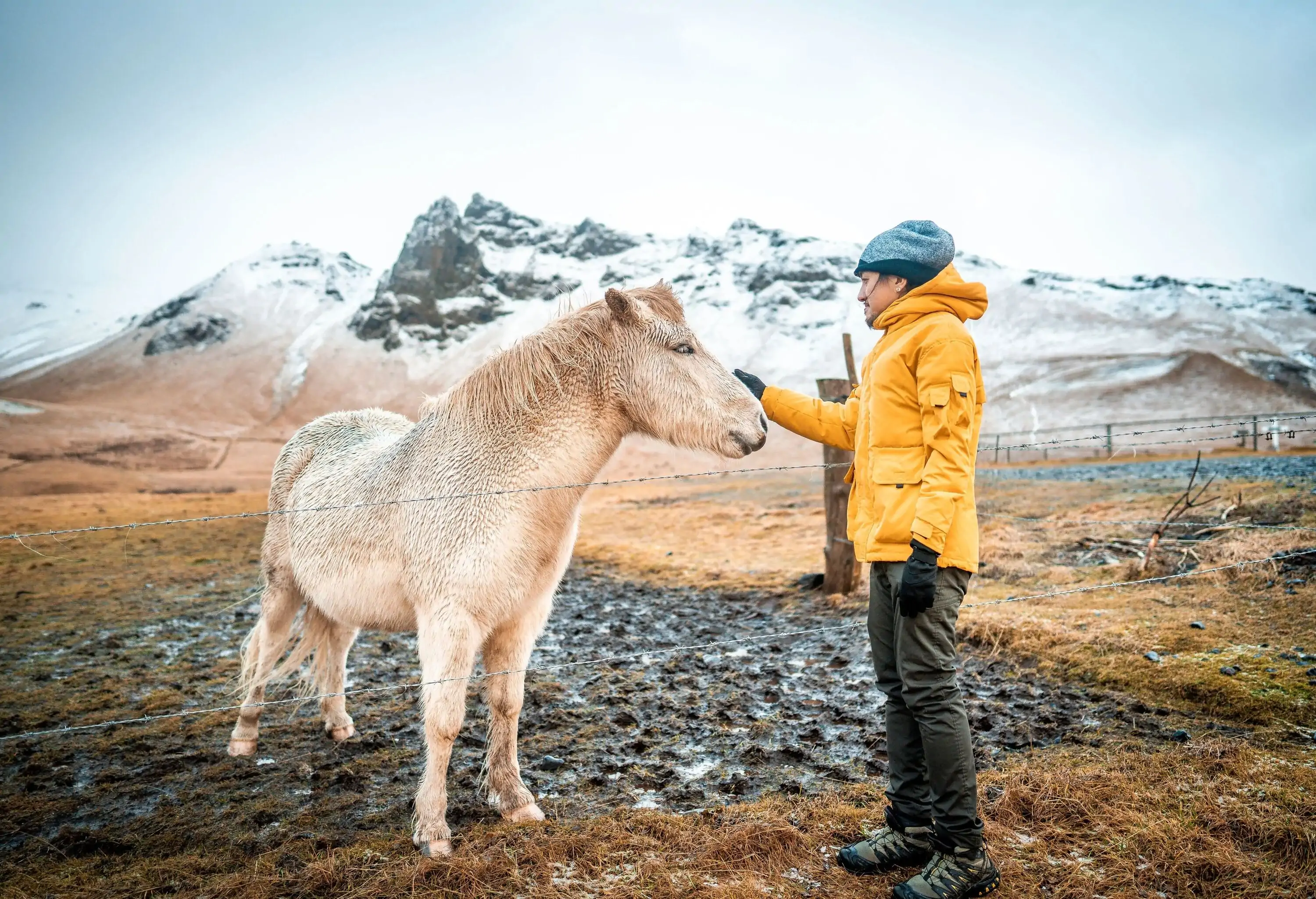 Man wearing yellow jacket stroking a white Icelandic horse against a rugged snowy landscape