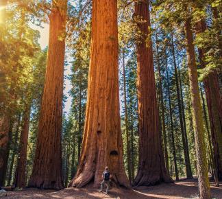 Sequoia