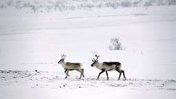 Lakselv car rentals
