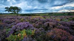 New Forest hotels