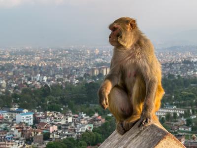 Cheap Flights To Nepal From 418 Kayak