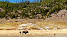 Find cheap flights from Orlando Airport to West Yellowstone