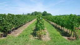 Cognac Hotels