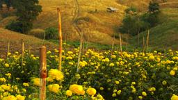 Mae Sot Hotels