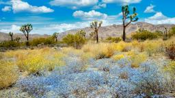 Joshua Tree hotels