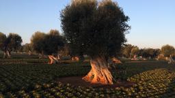 Find cheap flights from Washington to Apulia