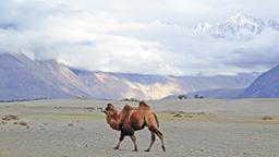 Hundar hotels