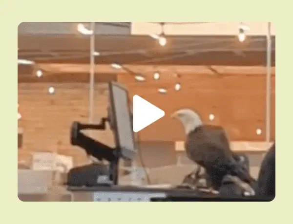 Video of an eagle at the TSA line in an airport.