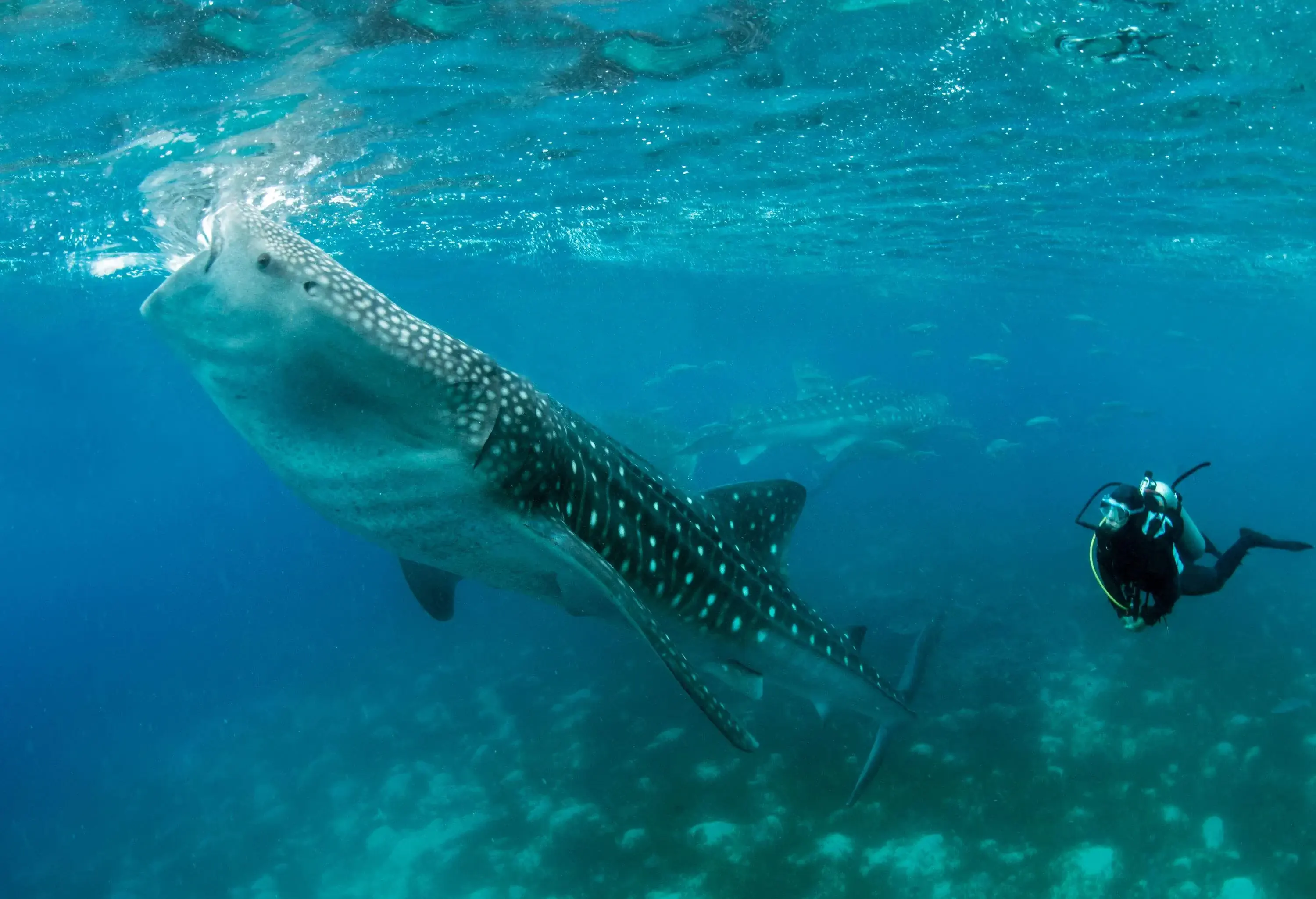 An individual diving underwater with a majestic whale shark.