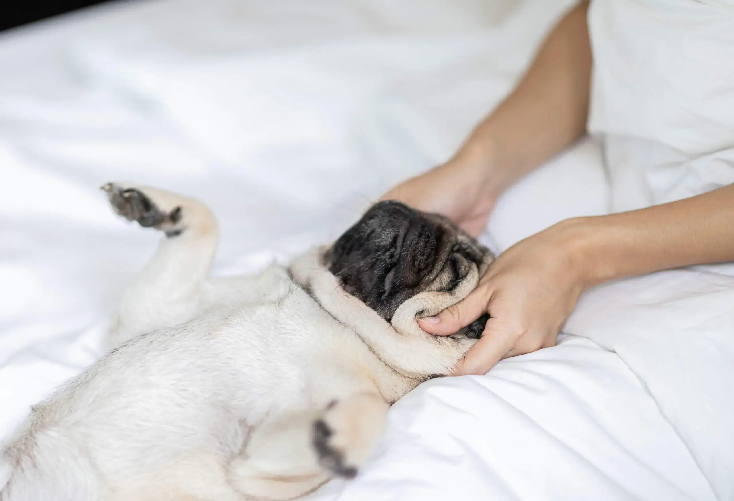 Dog getting massage.