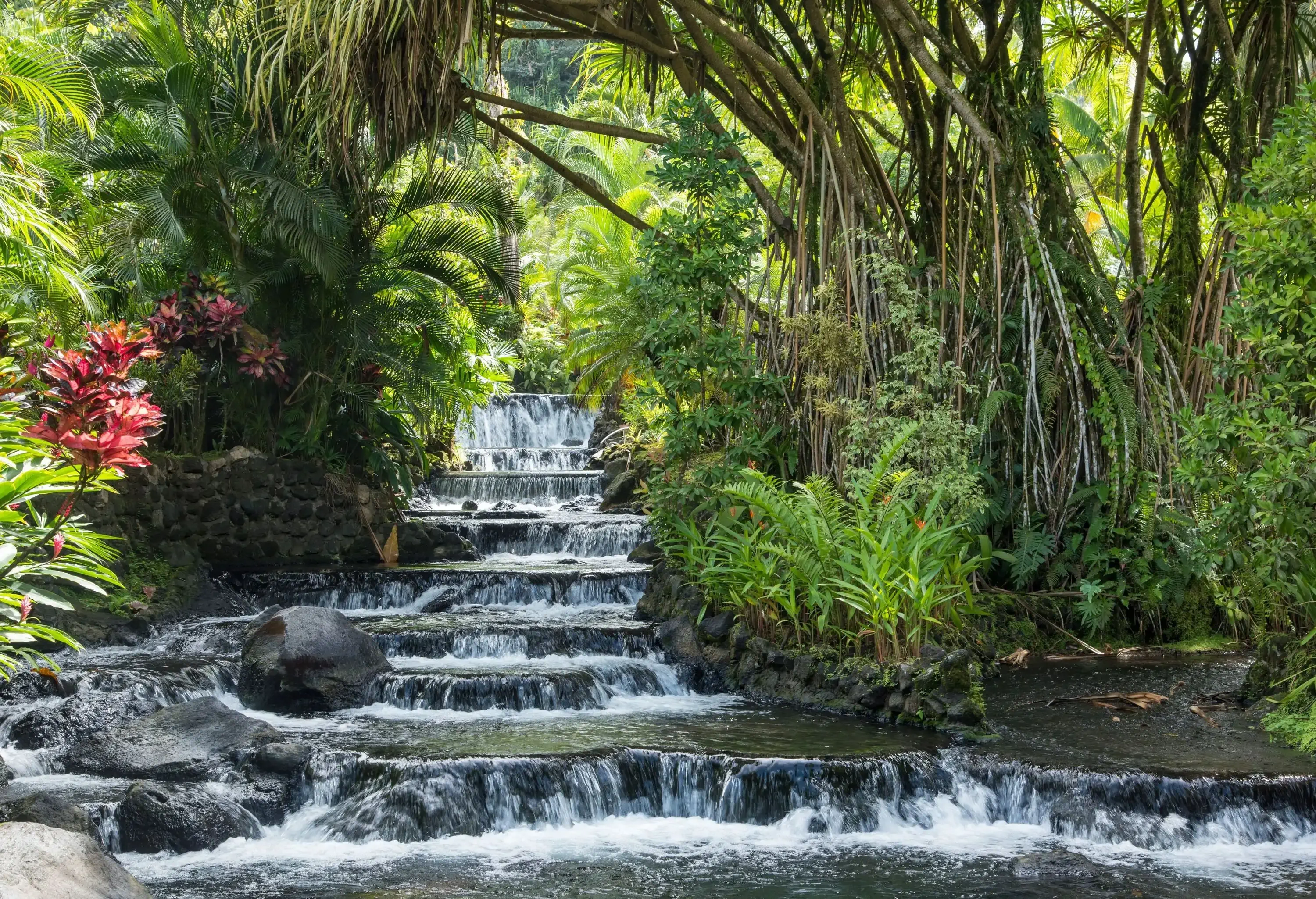 Water flows across a terraced spring in a rainforest.