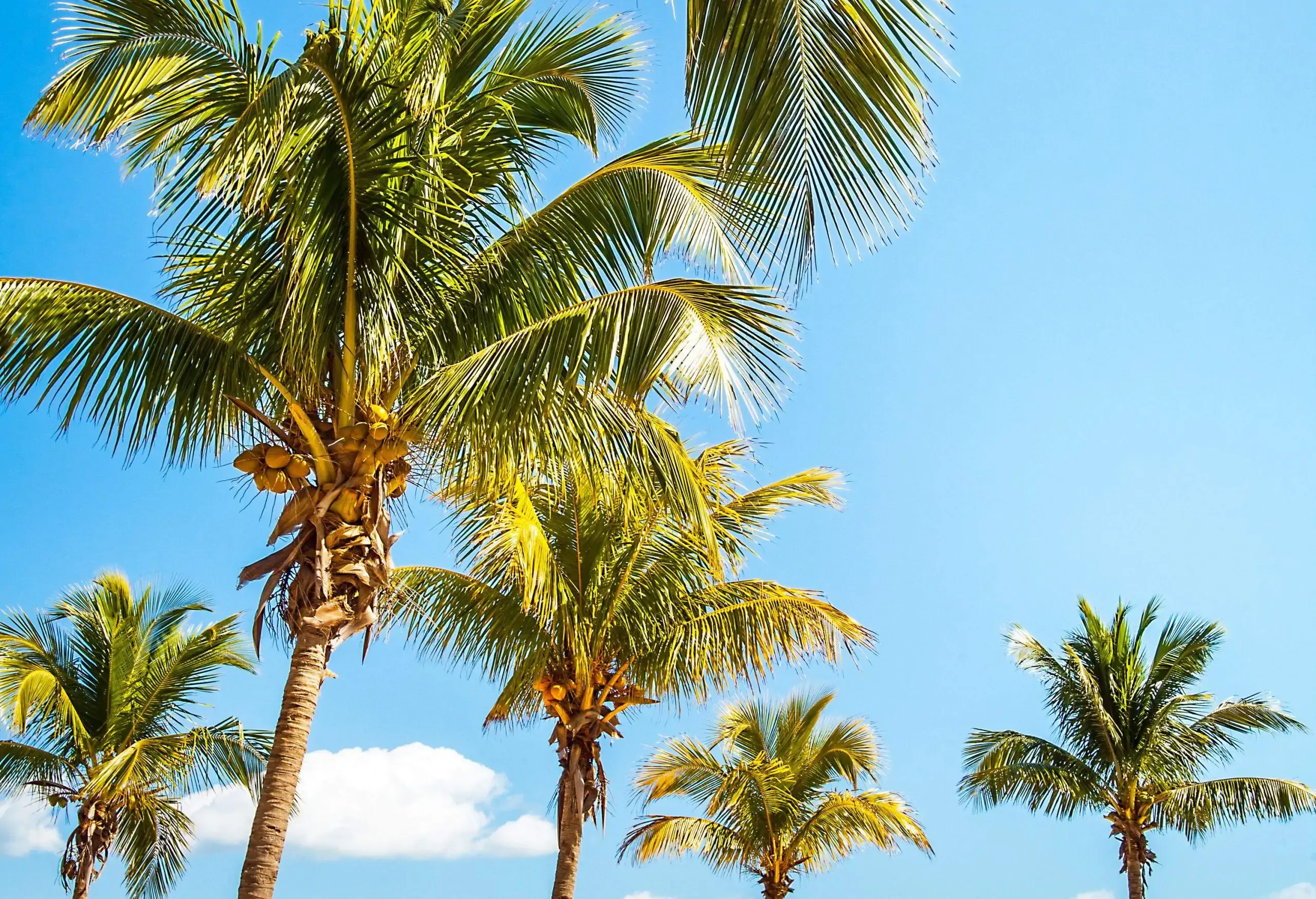 A calm beach with a grove of palm trees.