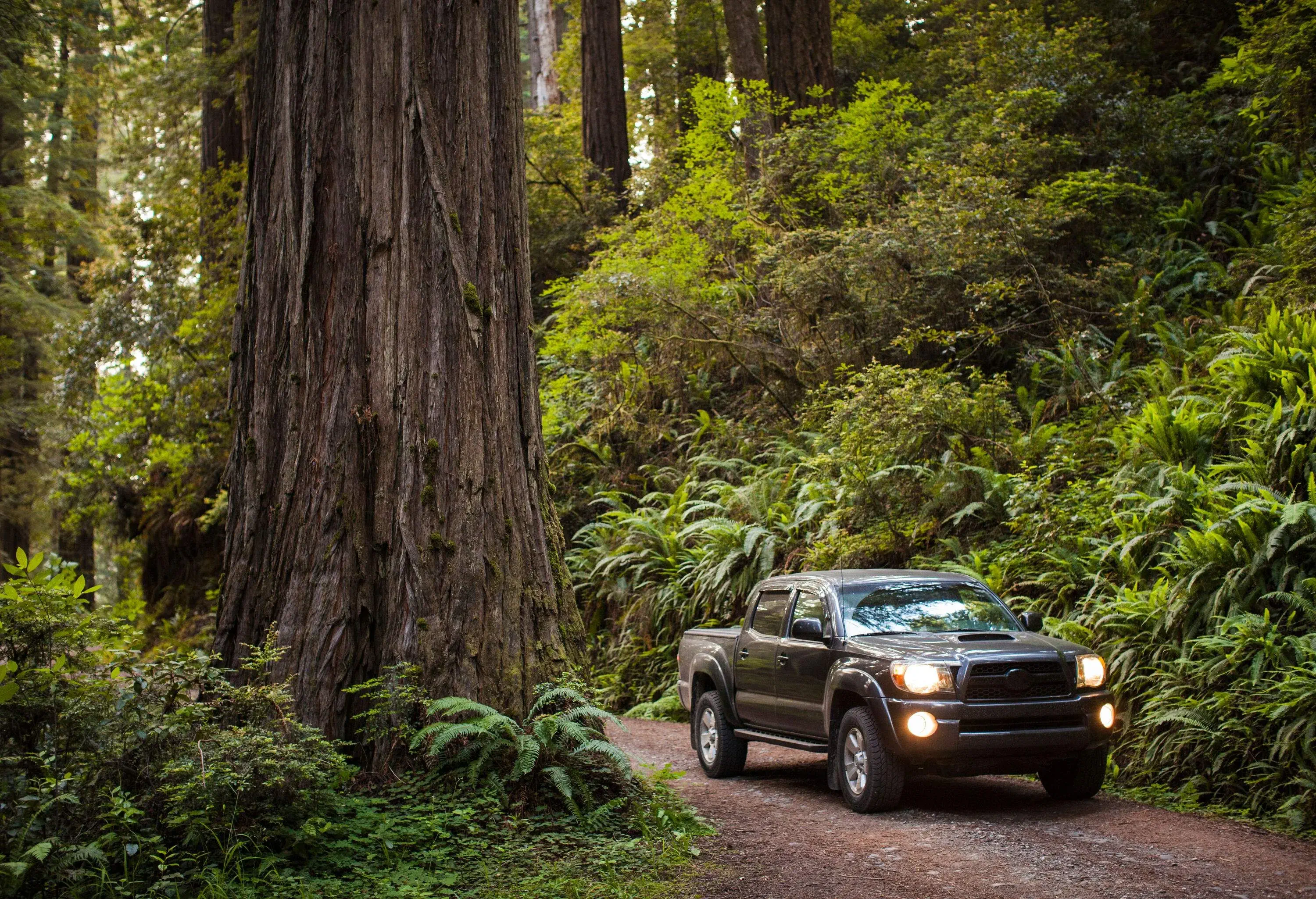 A pickup truck with its headlights on travelling through the woods on a dirt road.