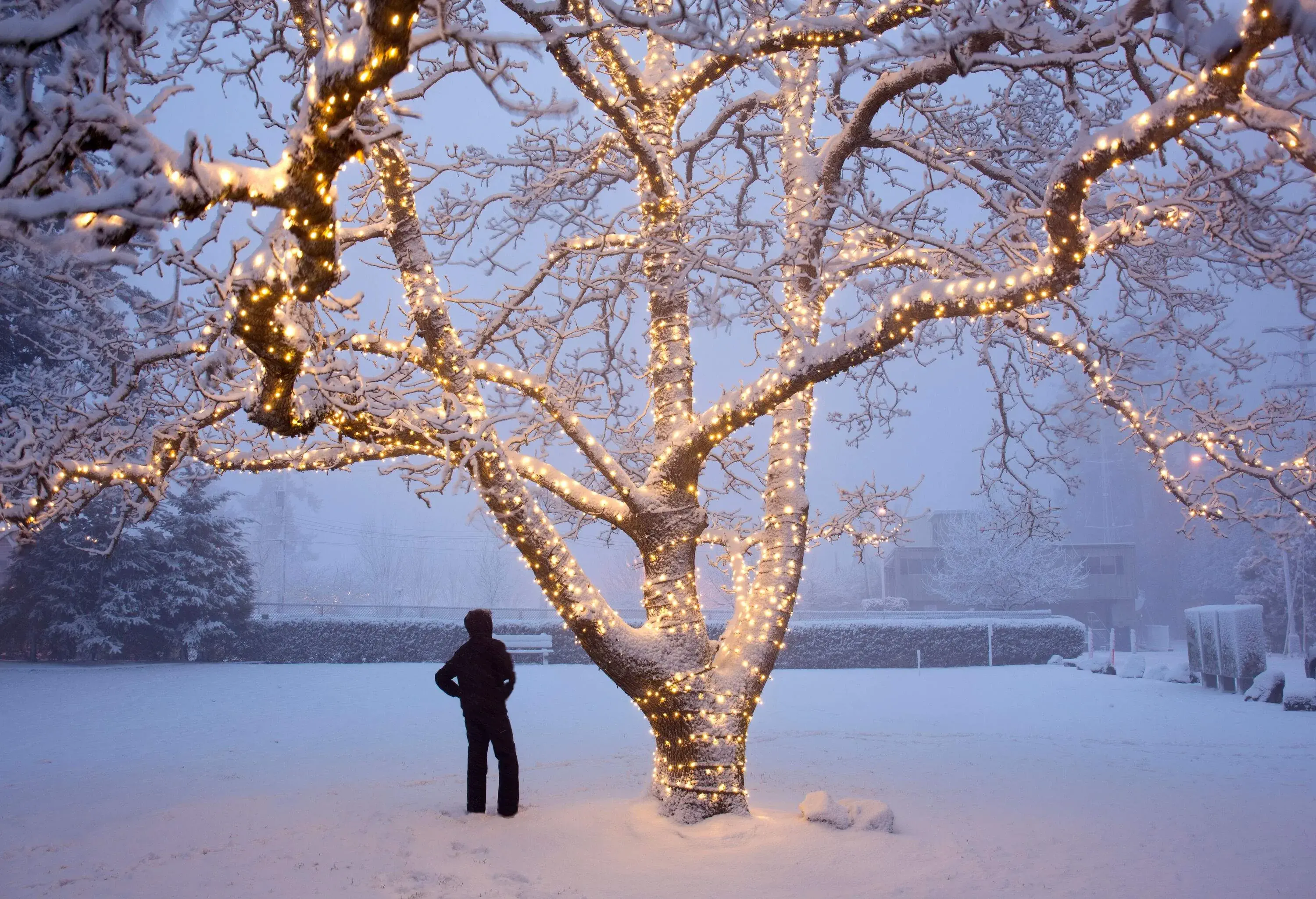 As snowflakes swirl in a blizzard at dusk, a towering tree adorned with sparkling Christmas lights illuminates a park, casting a warm glow on the silhouette of a person in winter clothes standing beside it.