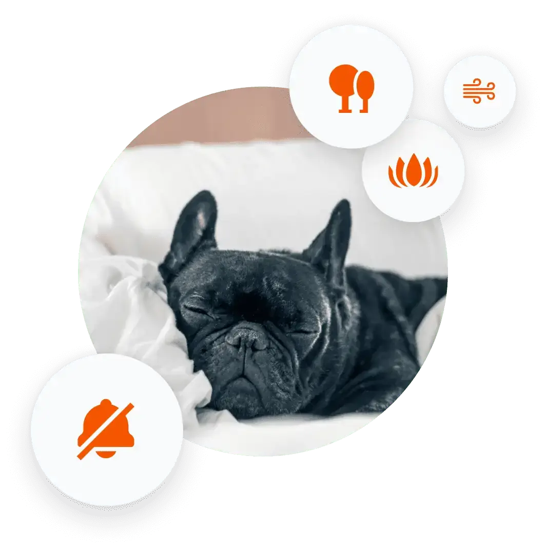 dog-image