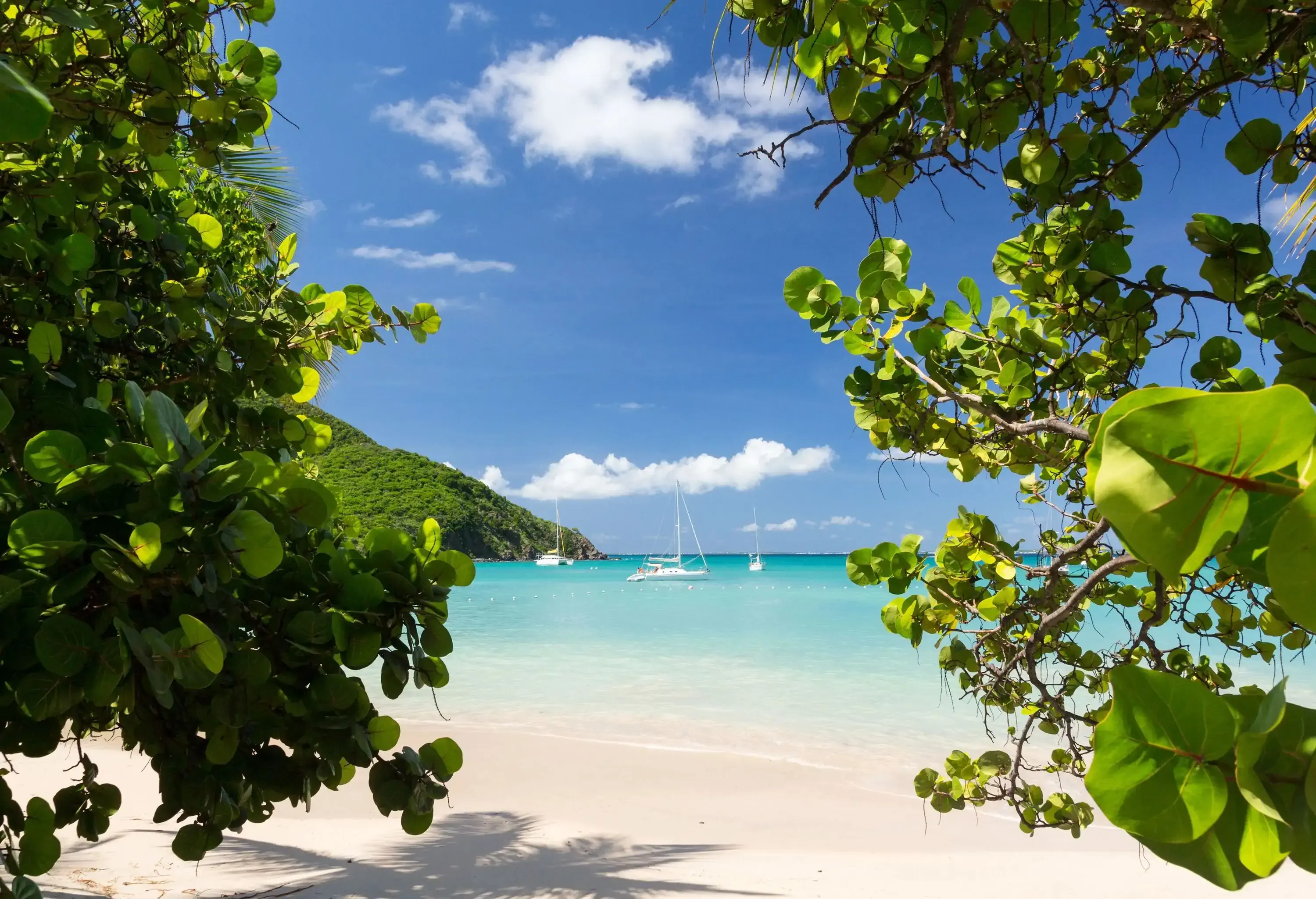 Low-hanging foliage on the beach framing the boats floating over the crystal-clear seas.