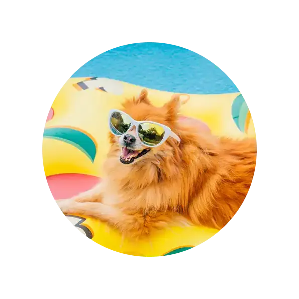 happy-dog