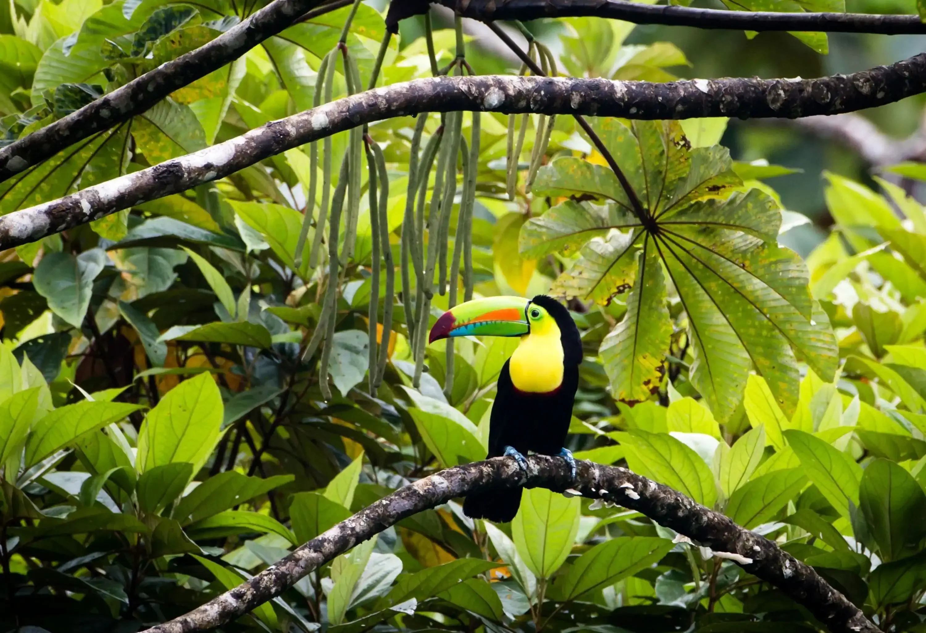 A black bird with a yellow patch on its chest and a colourful bill perched on a tree branch.