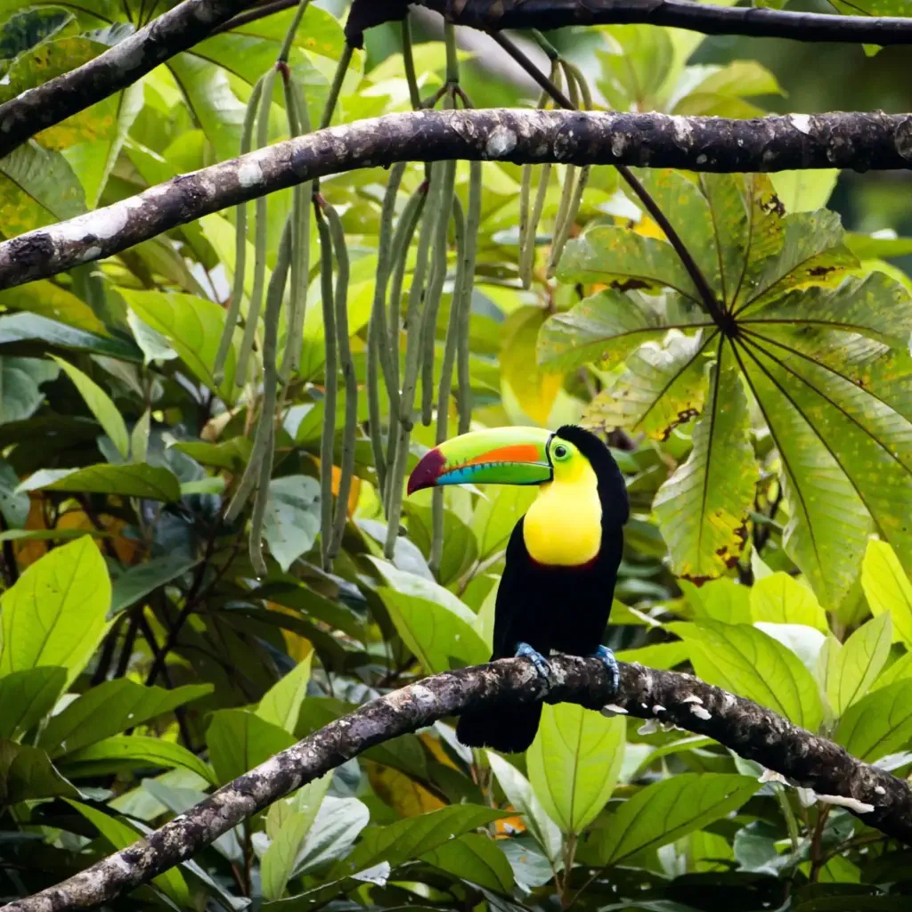 A black bird with a yellow patch on its chest and a colourful bill perched on a tree branch.