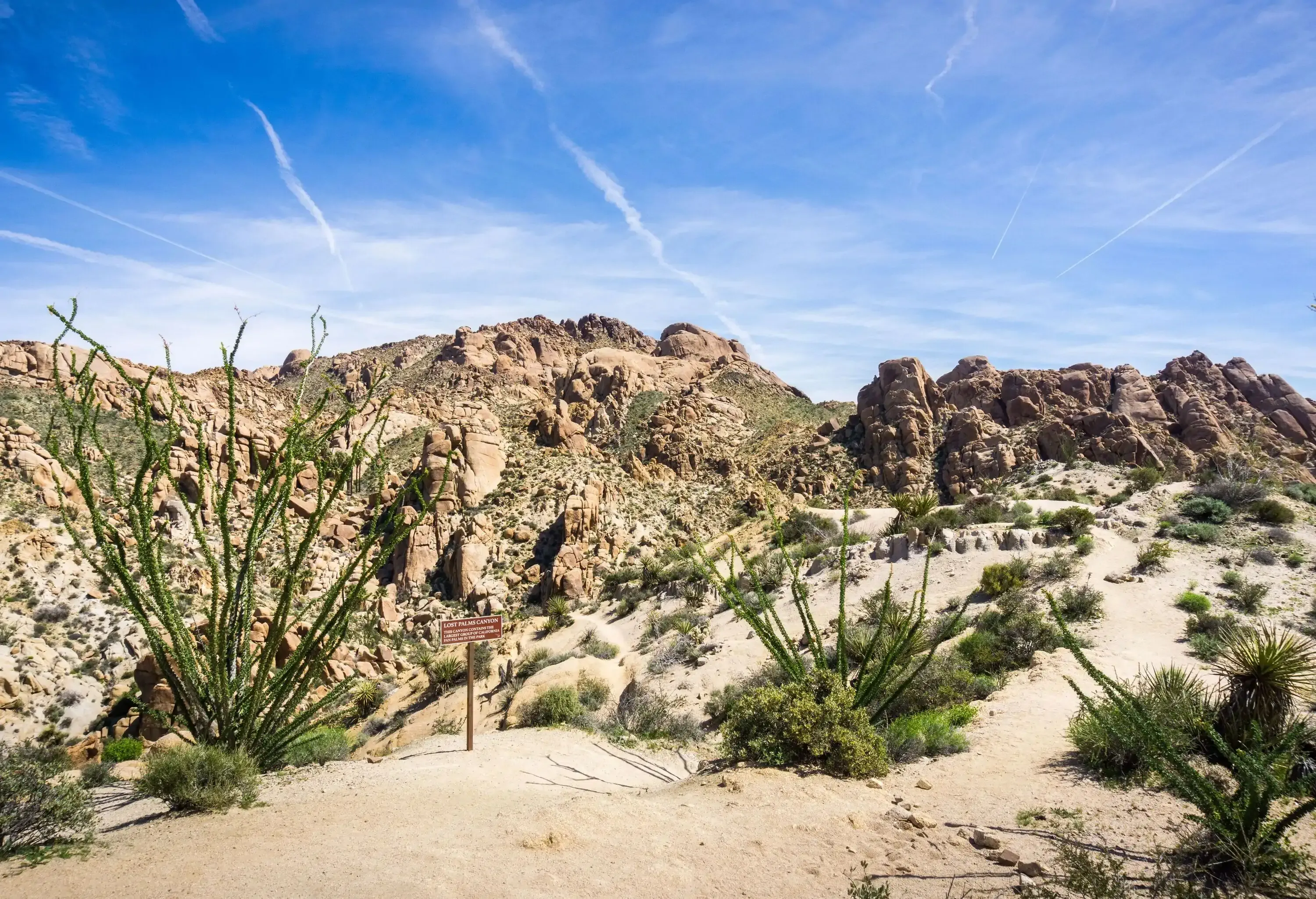 Plants and bushes across a mountainous desert along the rugged mountains.
