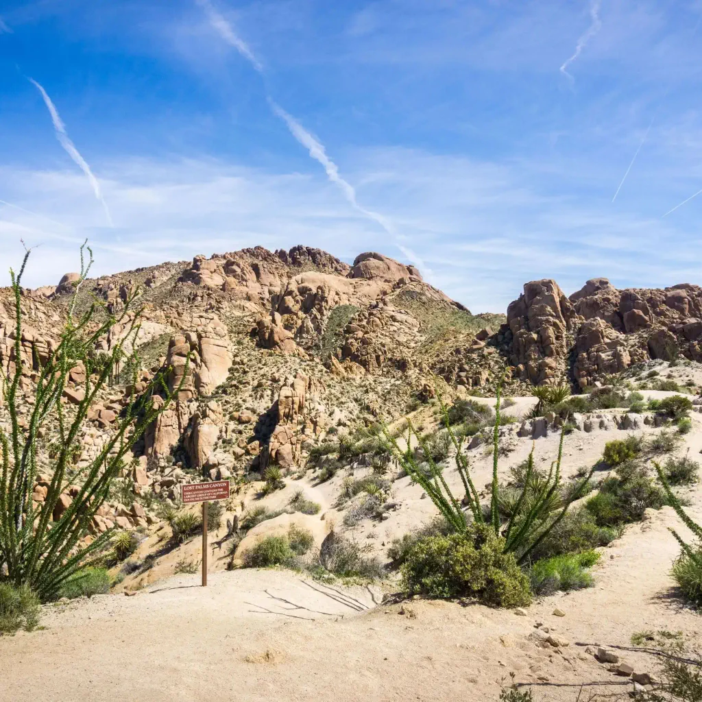 Plants and bushes across a mountainous desert along the rugged mountains.