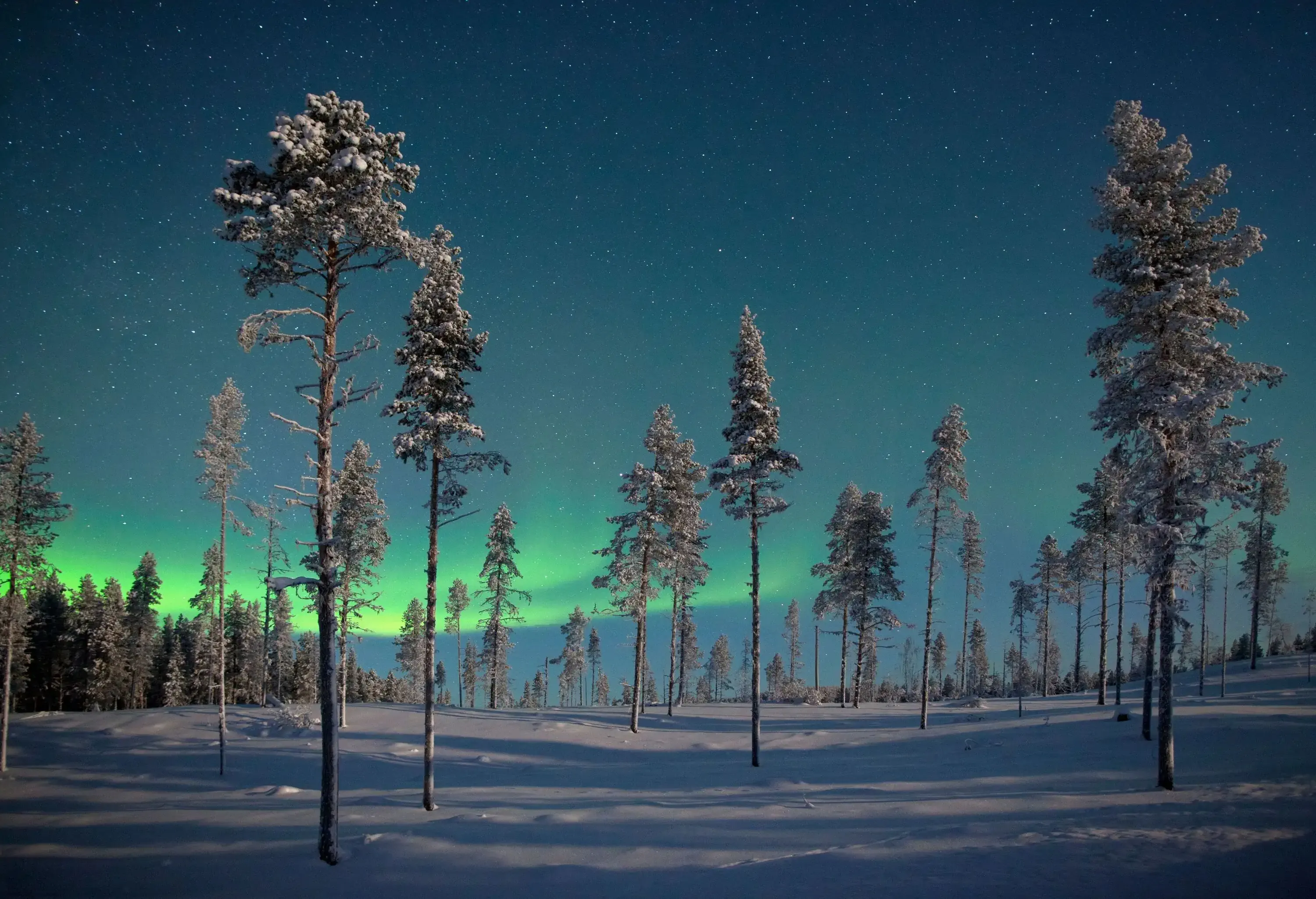 Tall trees on a snow-covered land under a starry night sky with the northern lights.
