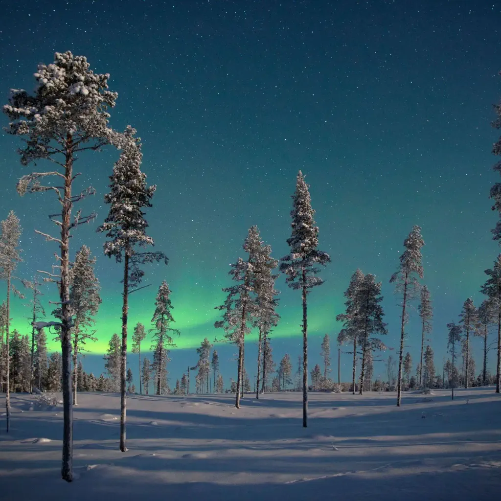 Tall trees on a snow-covered land under a starry night sky with the northern lights.