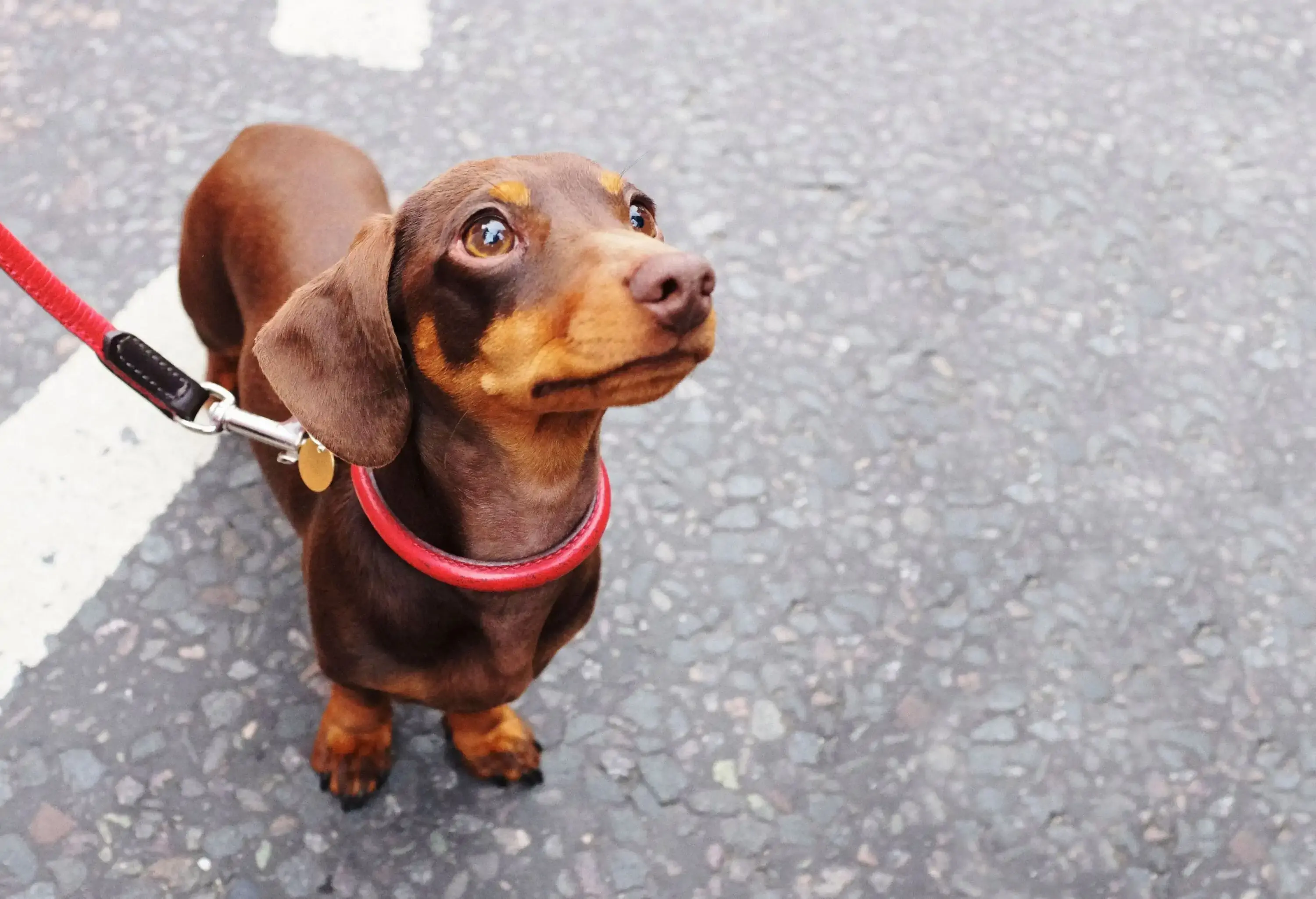 A brown dog tied to a red leash.