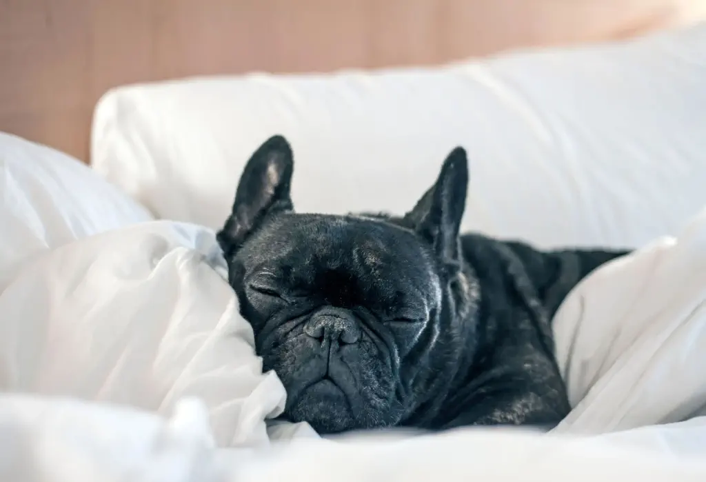 A black dog sleeps on a comfortable bed.
