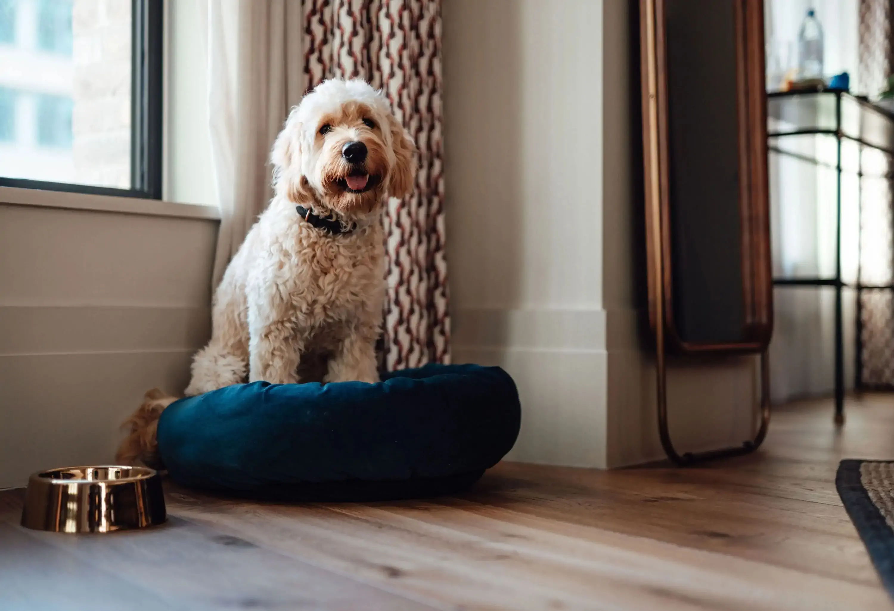 A white fluffy dog sits on a navy blue pillow beside a stainless steel bowl.