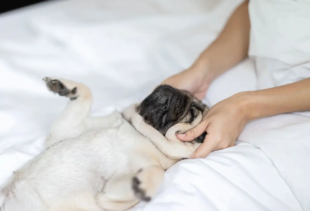 woman body massage and face massage spa to a dog pug breed feeling so comfortable and relaxation,dog sleep and rest with owner