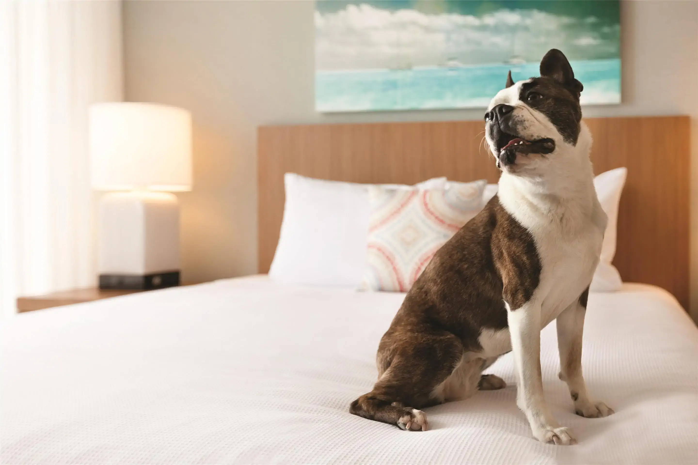 hyatt-house-virginia-beach-ice-77843-ead677-852377