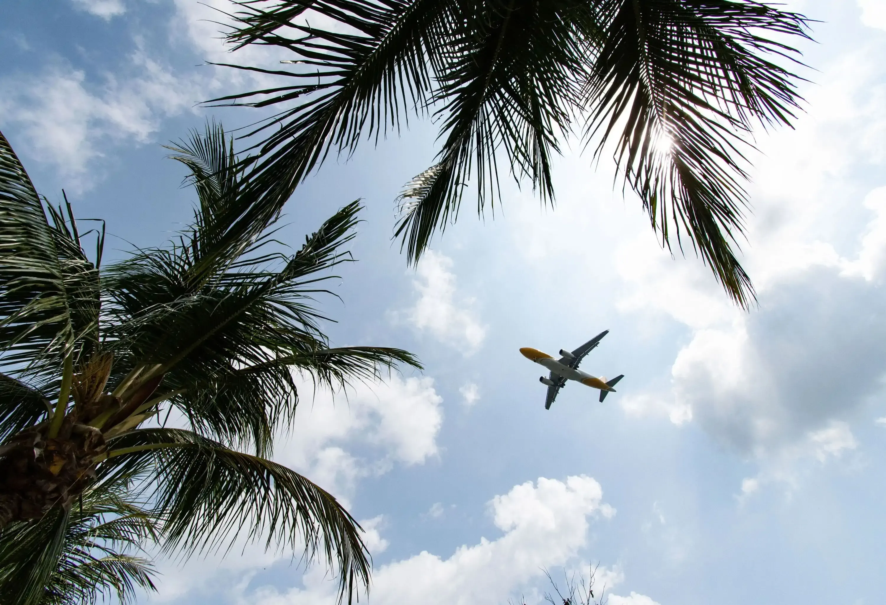 A low-angle view of an airplane flying across bright partly cloudy skies, framed by palm tree fronds.