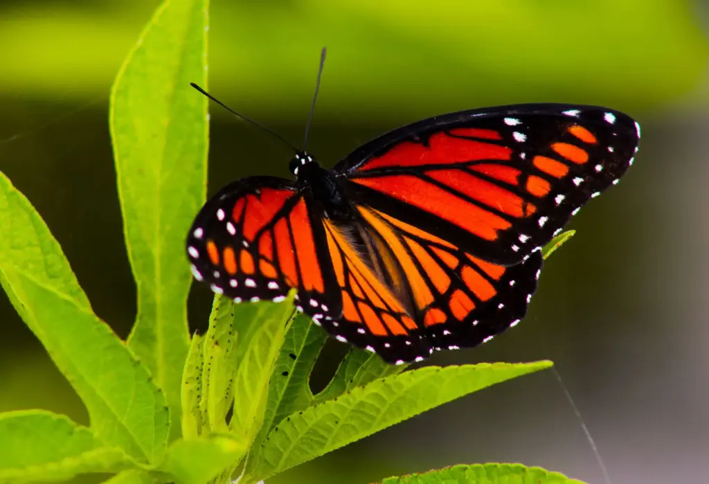 A monarch butterfly with brilliant orange-red wings, featuring black veins and white spots along the edges perched on a green leafe.