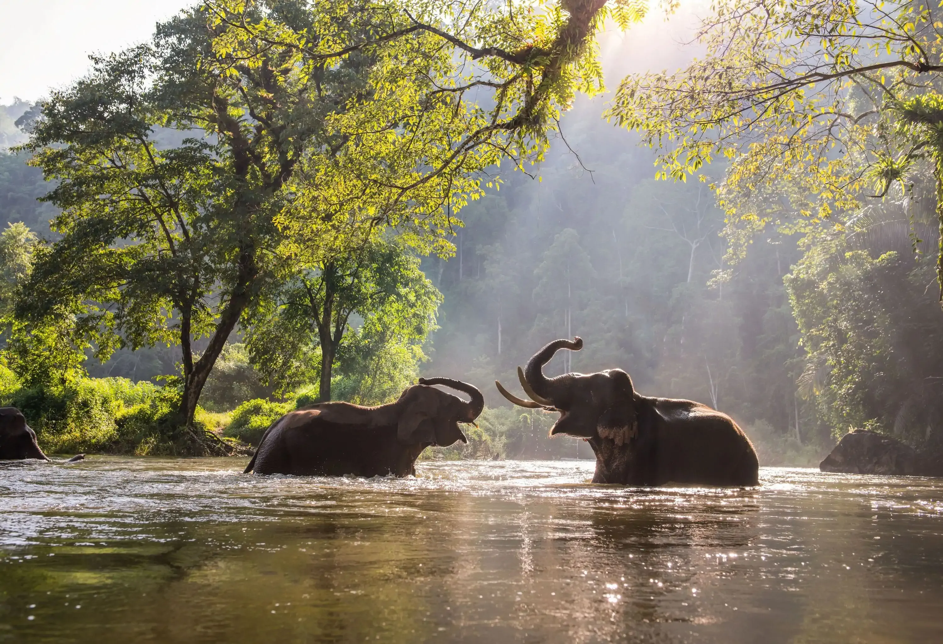 Two elephants playing together in a river shaded by tall trees.