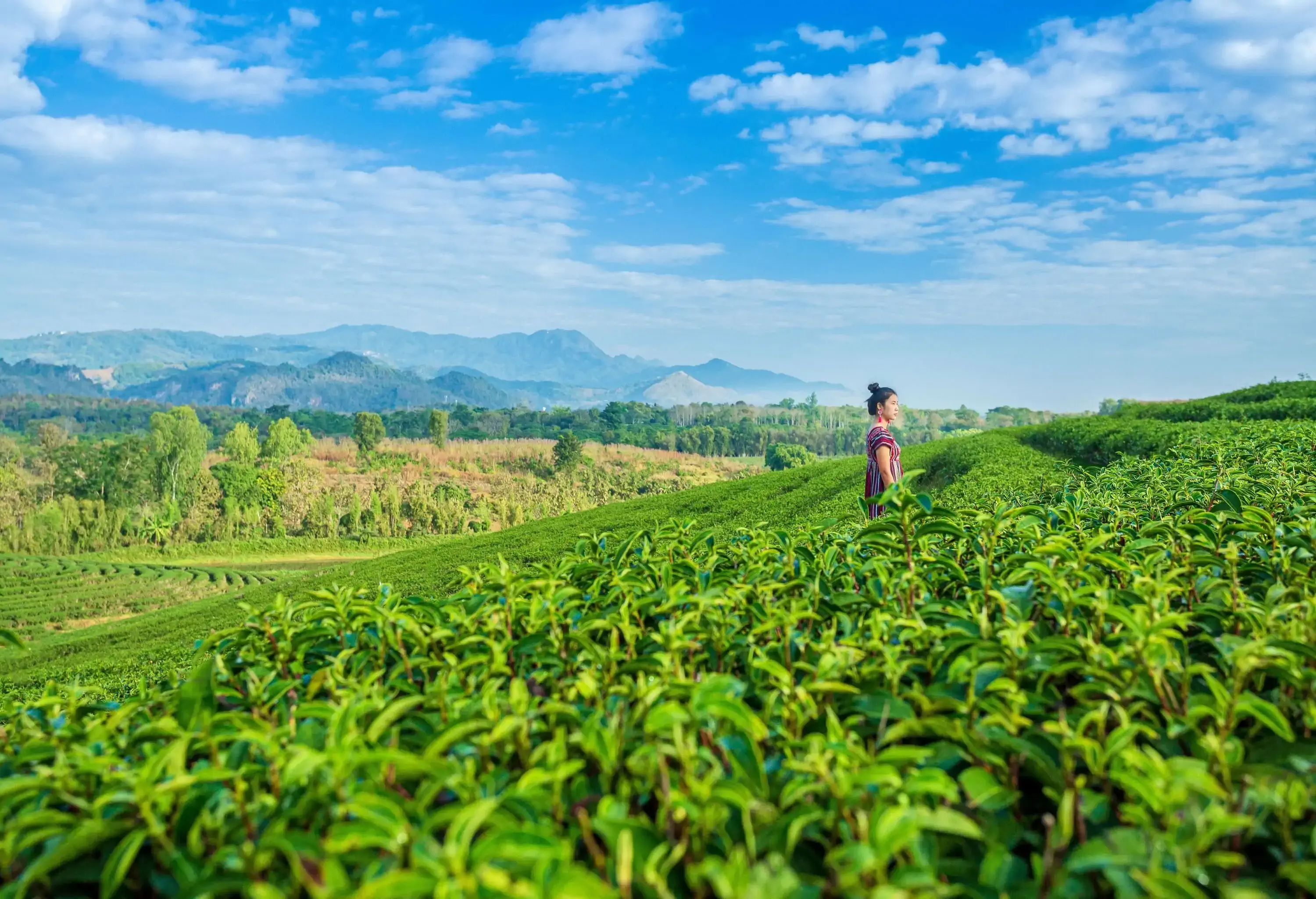 A woman stands in the middle of a tea plantation.