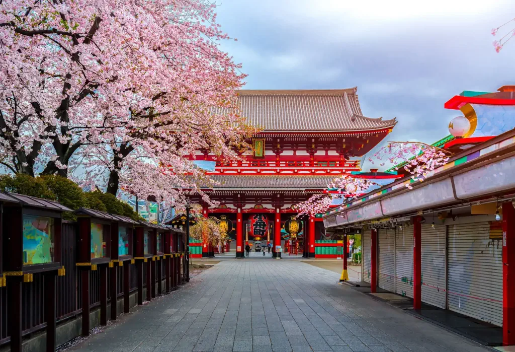 An empty path across closed stalls and cherry blossom trees towards a temple with pillared entrances and tiered roofs.