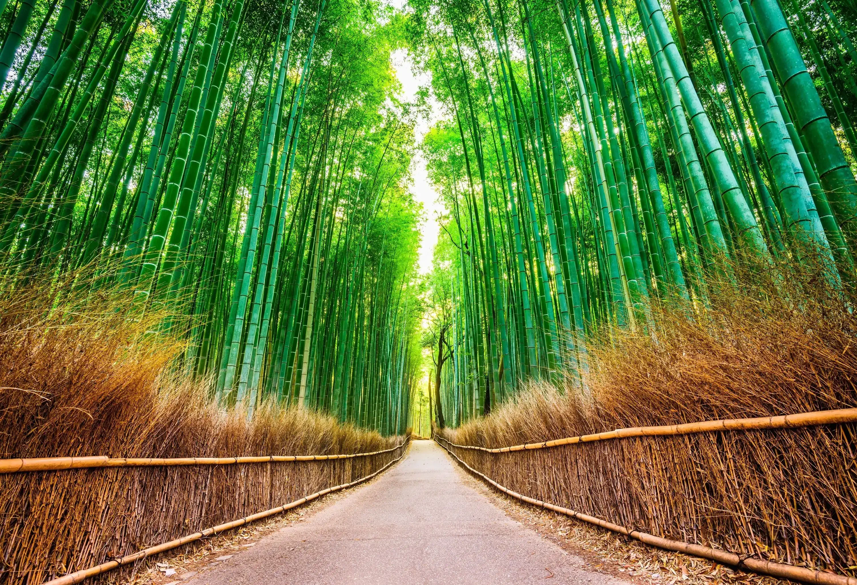 A paved pathway stretches through the bamboo forest.