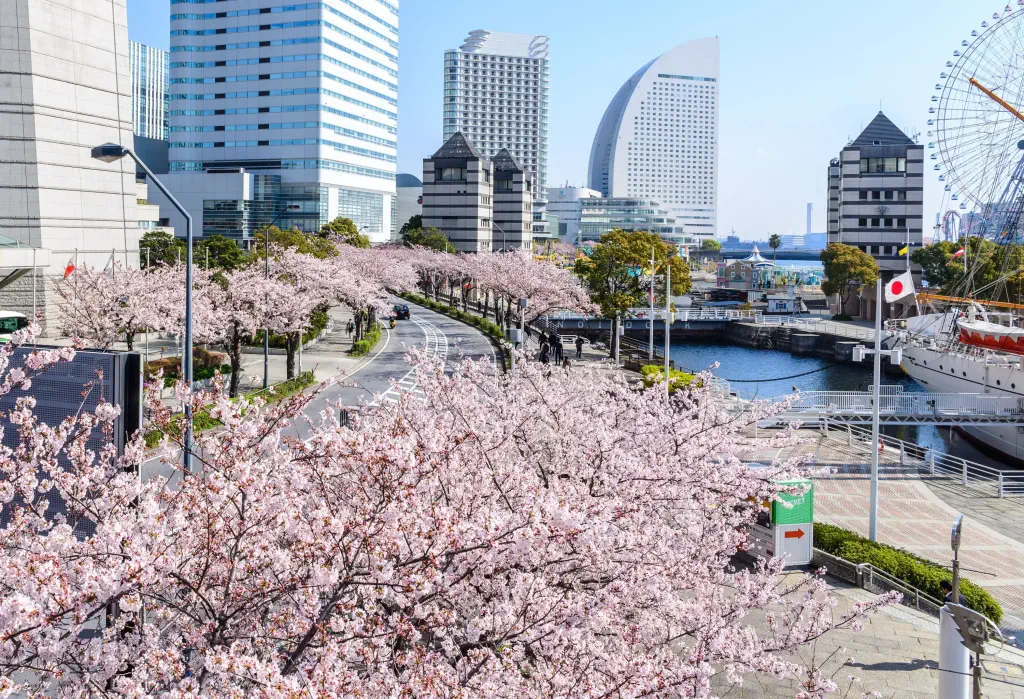Sakura trees lining the sides of a boardwalk alongside a canal, with modern buildings towering in the backdrop.