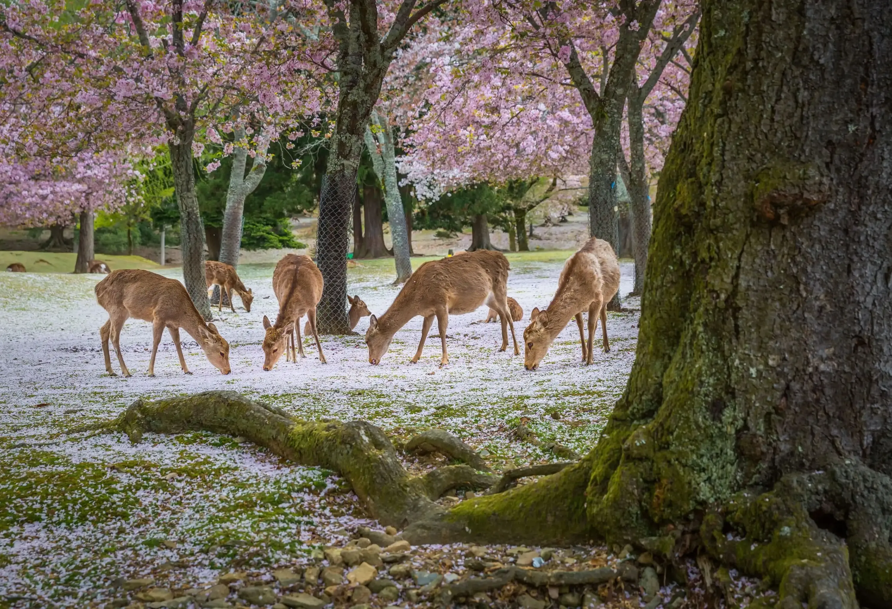 Deer quietly graze at Nara Park during the cherry blossom season, with a carpet of soft pink petals scattered across the ground.