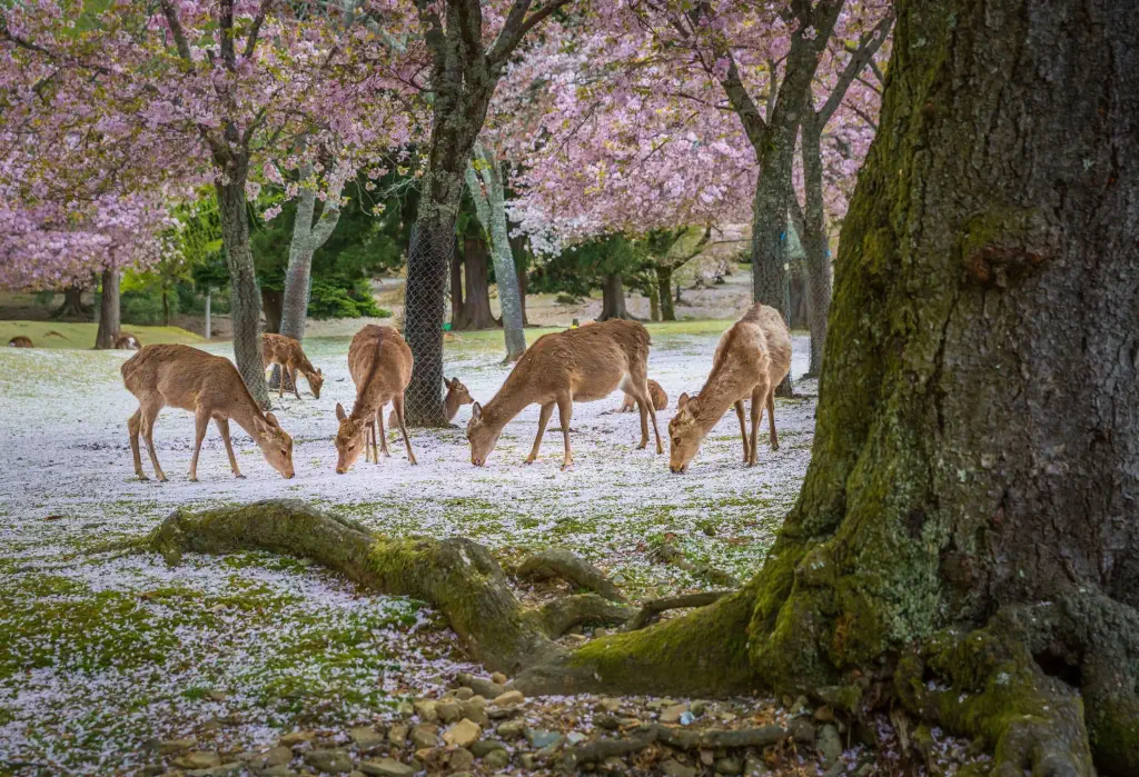 Deer quietly graze at Nara Park during the cherry blossom season, with a carpet of soft pink petals scattered across the ground.