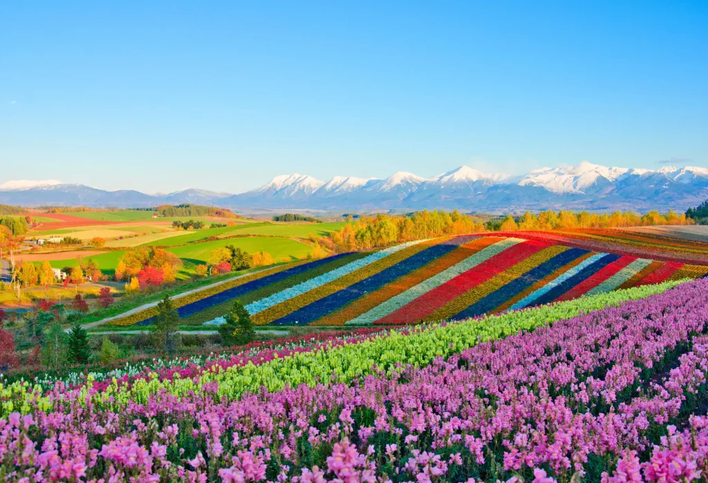 A flower field on a hill with vivid colours and a snow-capped mountain range against the clear blue sky.